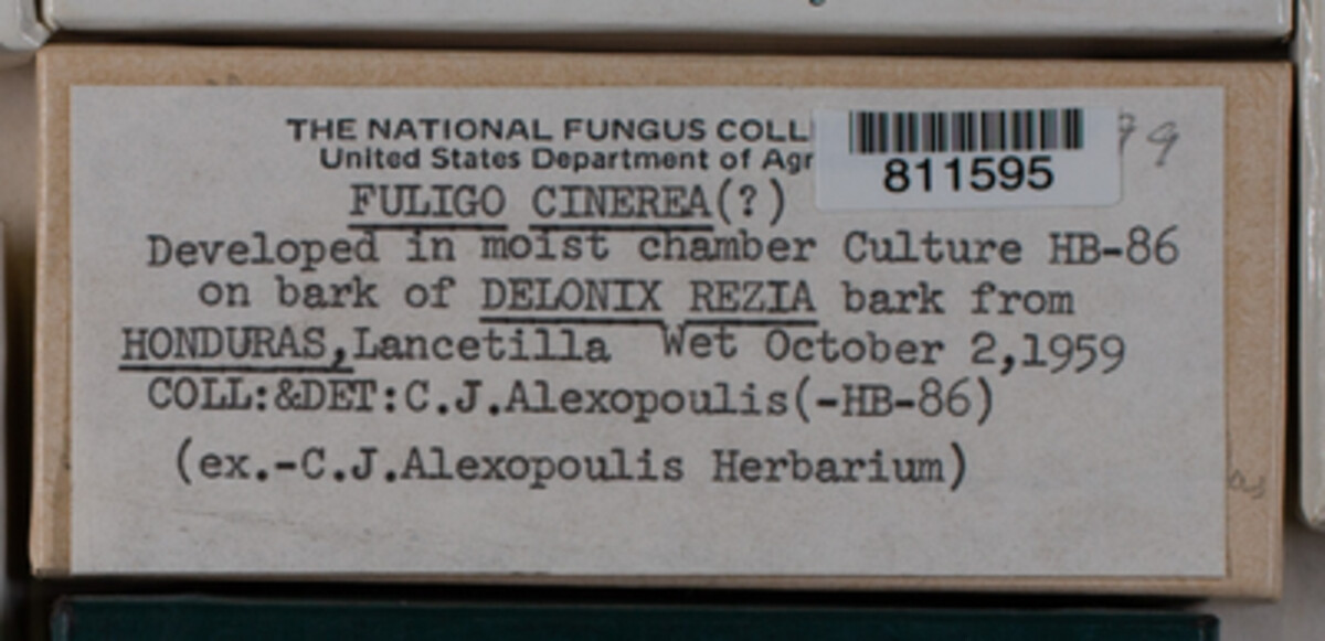 Fuligo cinerea image